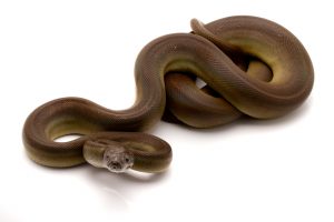 Olive python for sale
