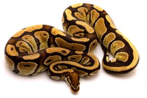 pastel ball python for sale