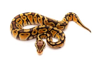 Pastel Het clown ball python for sale