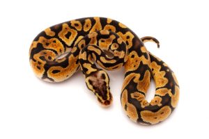 pastel ball python for sale