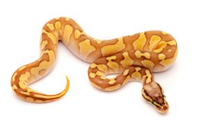 Pastel lesser enchi female