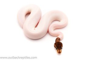 Pied ball python for sale