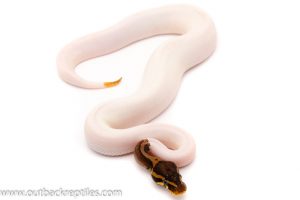 pied ball python for sale