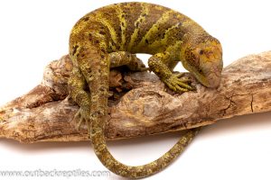 Monkey tail skink for sale