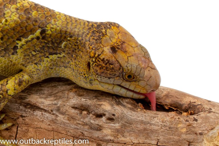 prehensile tail skink for sale Outback Reptiles