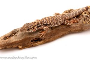 Red Tegu for sale