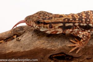 red tegu for sale