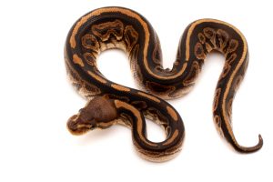 sable ball python for sale
