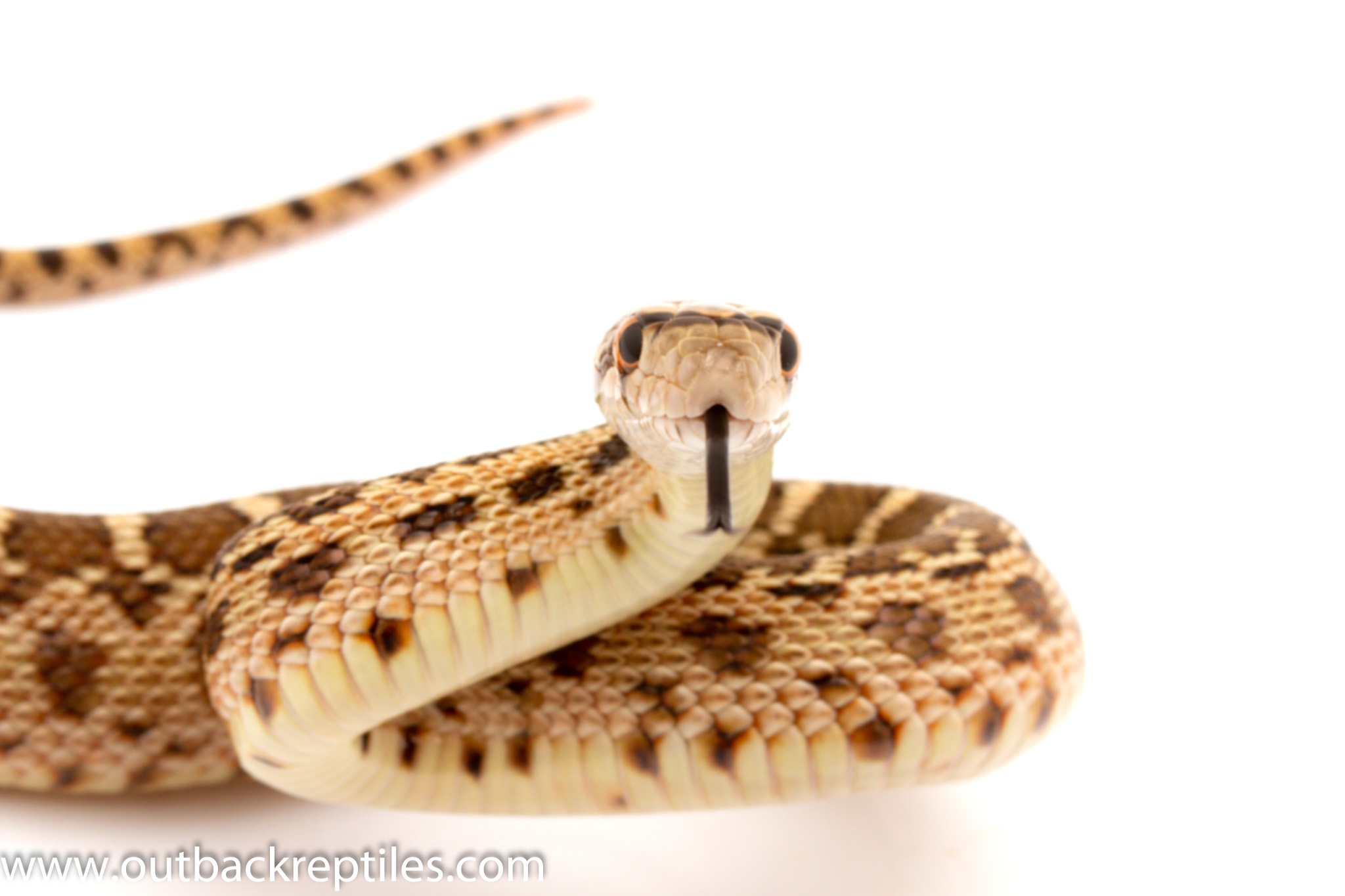 Gopher Snake for sale