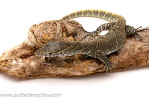 Nile Monitor for sale