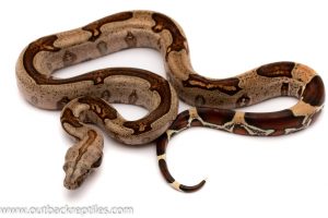 red tail boa for sale