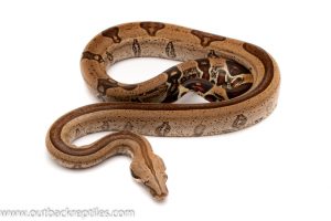 guyana red tail boa for sale