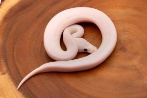 Super Fire ball python for sale