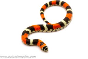 hognose snake for sale