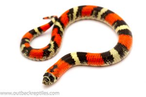 hognose snake for sale