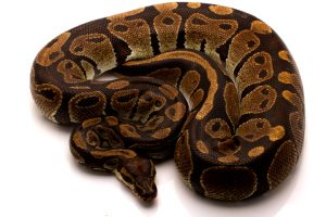 volta python for sale