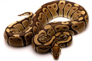 Volta ball python for sale