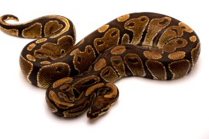 ball python for sale