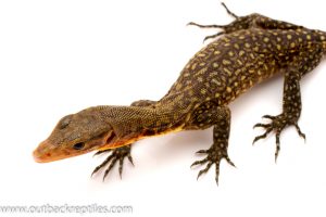 Quince Monitor for sale