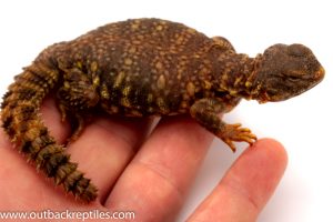 Saharan Uromastyx