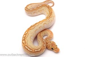 banana clown ball python