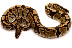 ball python for sale
