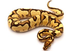 Orange Dream ball python for sale