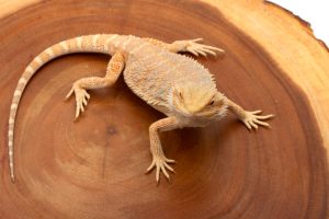 bearded dragon for sale