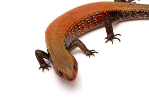 fire skink for sale