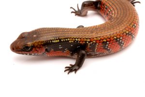 fire skink for sale