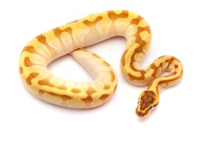 Super enchi for ball python for sale