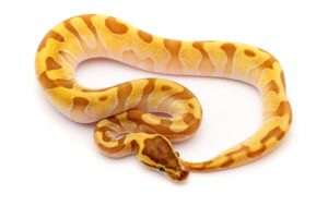 super enchi ball python for sale