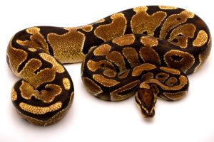 ball python for sale