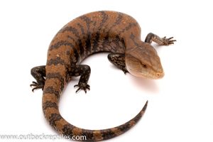 Blue Tongue Skink for sale