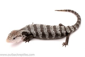 Axanthic Blue tongue skink for sale