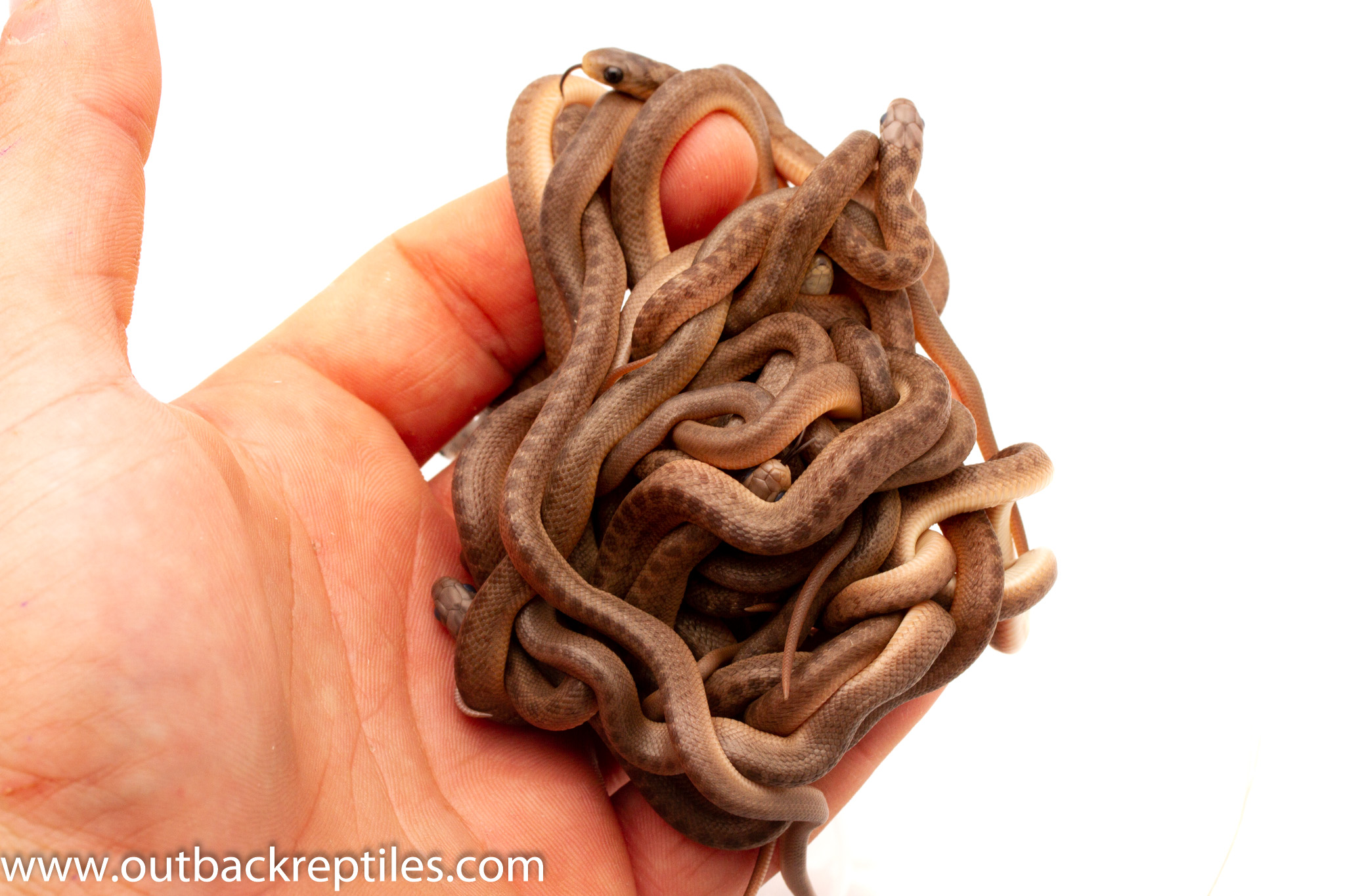 Baby Egg Eating snakes 6106 Outback Reptiles