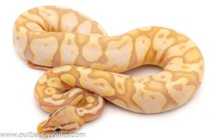 Pastel banana ball python for sale