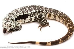 Argentine tegu for sale
