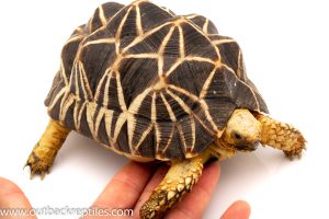 Burmese Star tortoise for sale
