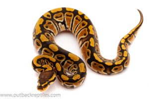 enchi het clown ball python for sale