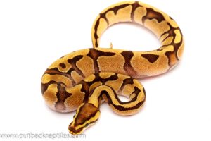 Enchi Fire Ball python for sale