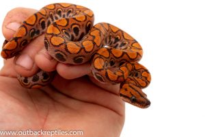Brazilian Rainbow Boa for sale
