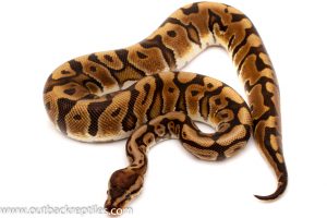 Clown ball python for sale