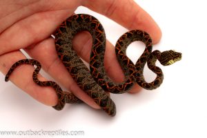 Amazon tree boa for sale