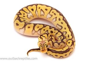 Killer Clown Ball python for sale