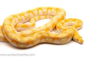 Reticulated Python for sale