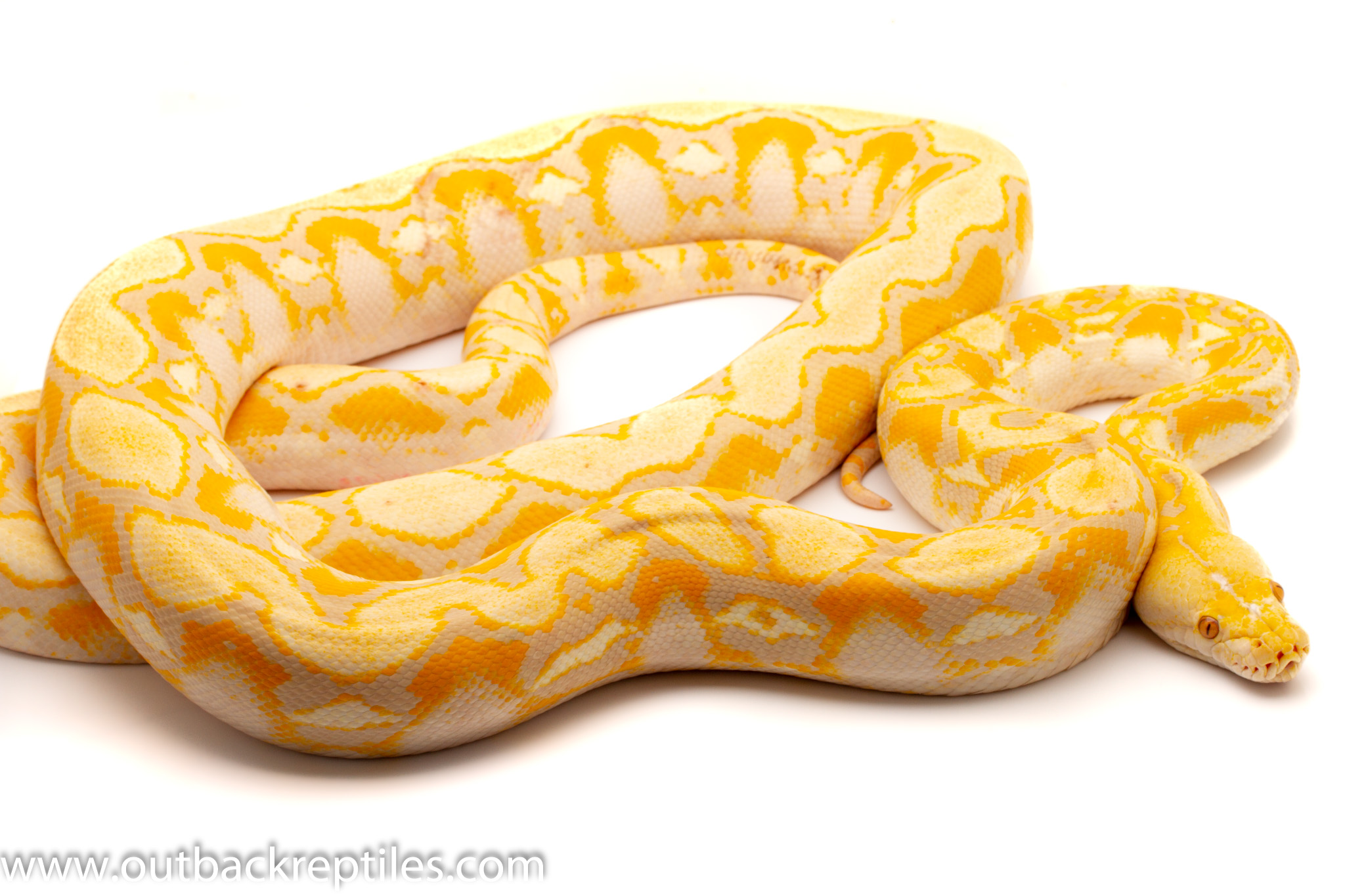 Lavender Albino Retic Male 10 foot-5969 | Outback Reptiles