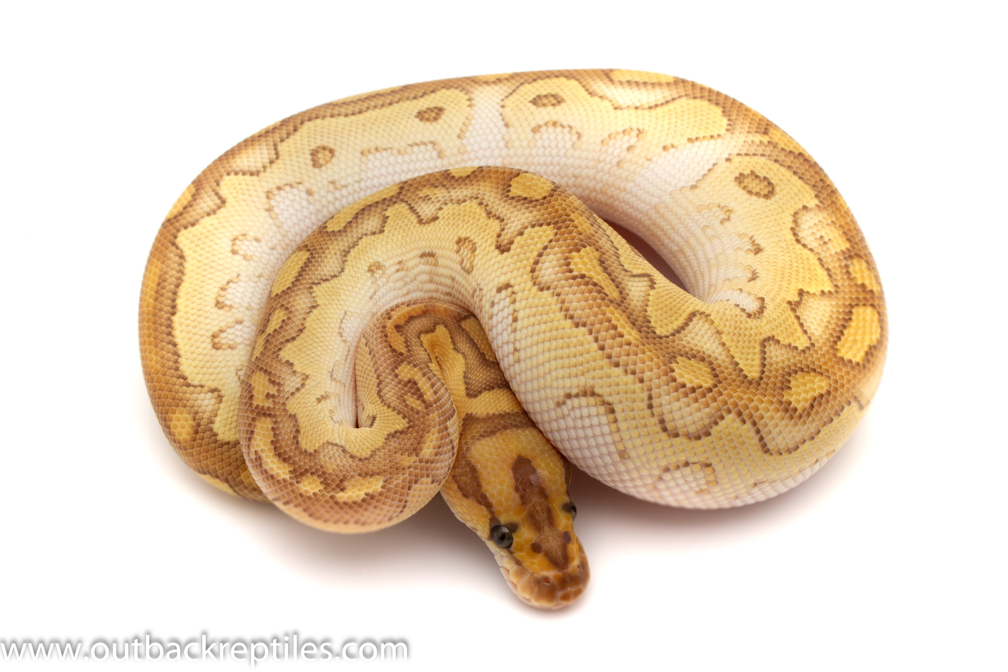Lesser Clown Female 160g-5671 | Outback Reptiles