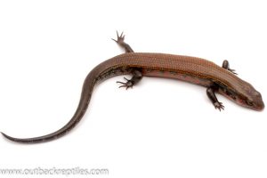 Fire Skink for sale