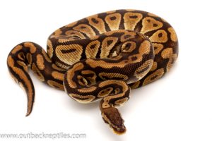 Pastel ball python for sale